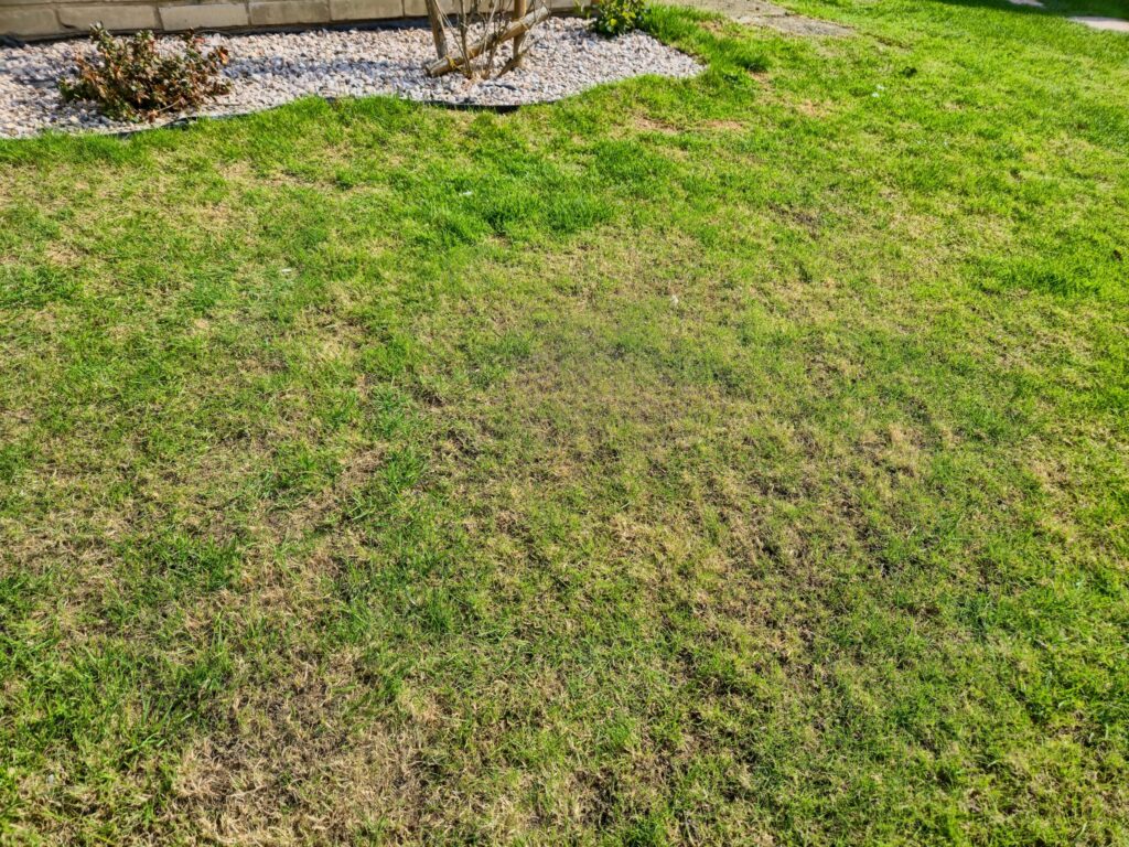 Florida lawn showing signs of heat stress during a summer heat wave